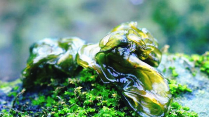 享游渭河源丨舌尖上的渭河源，野菜飄香的春日盛宴