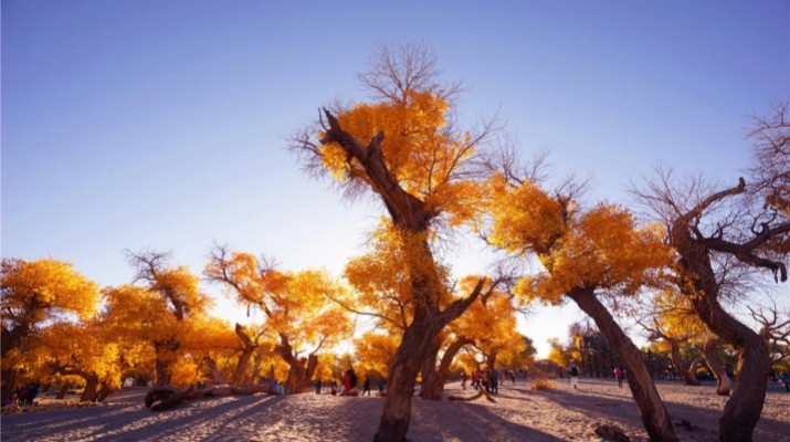 踏歌而行，文旅融合綻芳華——甘肅文旅產(chǎn)業(yè)集團(tuán)六年發(fā)展紀(jì)實(shí)